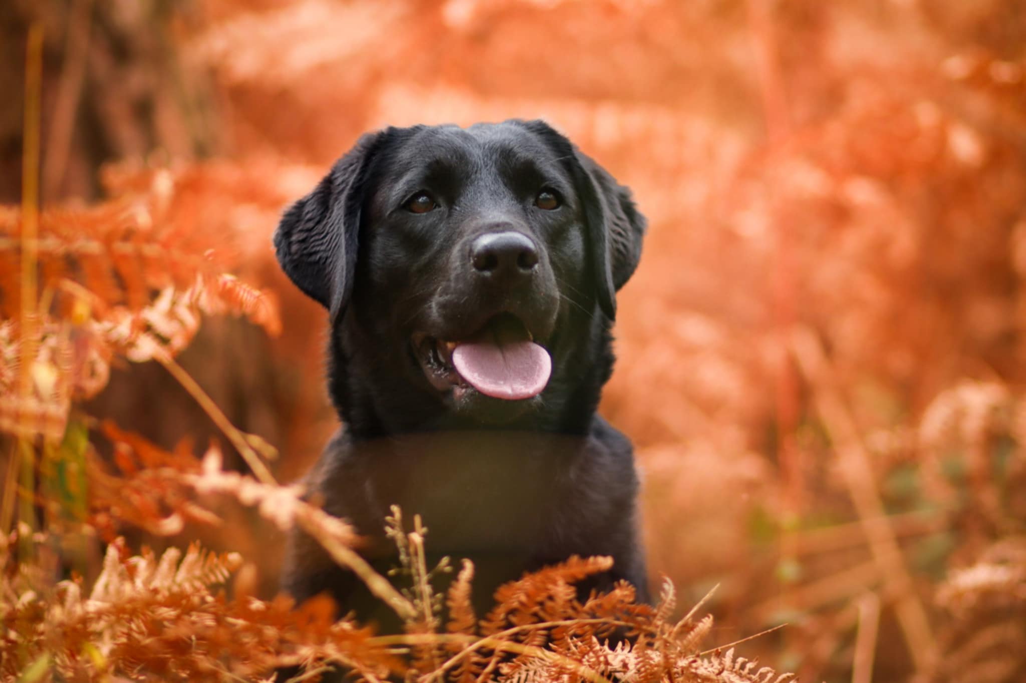 Éducation canine
